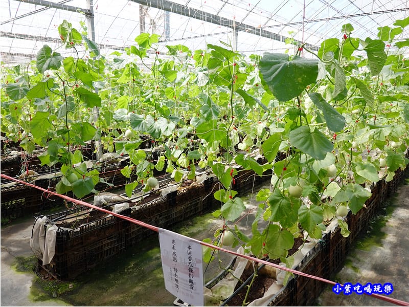 香瓜-愛情果園 (5).jpg