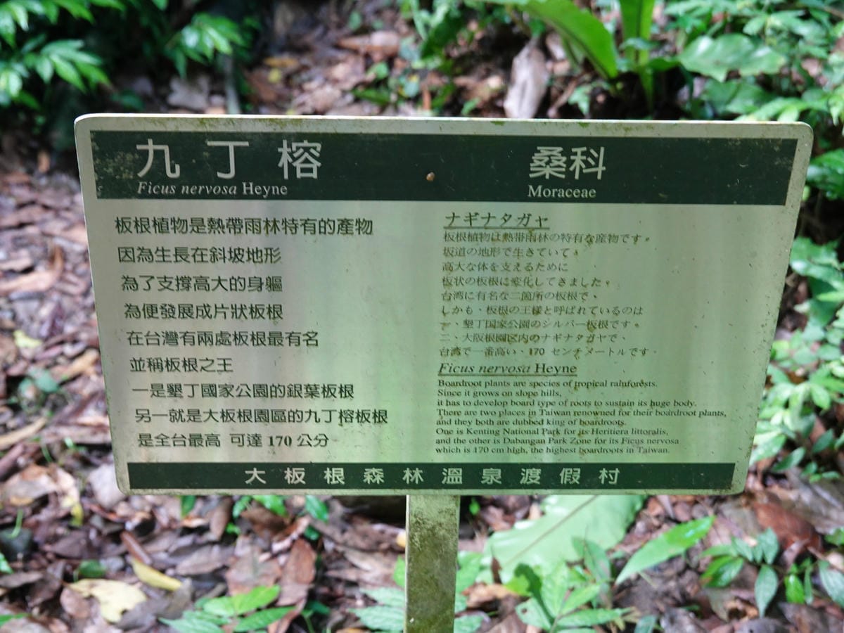 編號17-九丁榕-大板根森林步道 (4).JPG