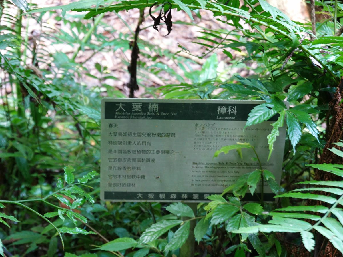 編號16大葉楠-大板根森林步道 (1).JPG