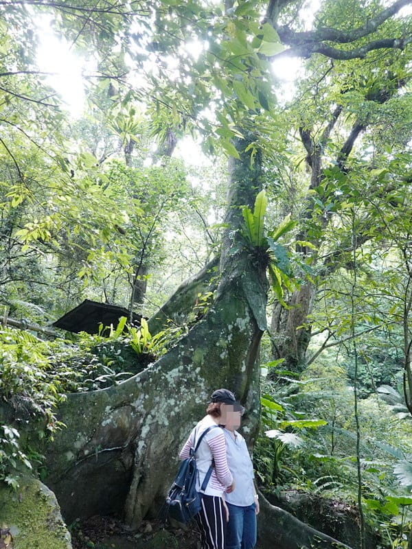 編號17-九丁榕-大板根森林步道 (3).jpg