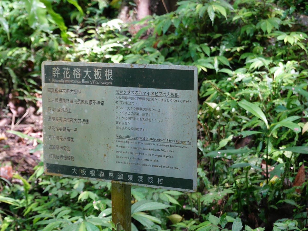 一環步道-幹花榕大板根-大板根森林溫泉酒店 (2).JPG