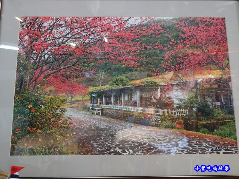 赤科山-黎明農園櫻花.jpg