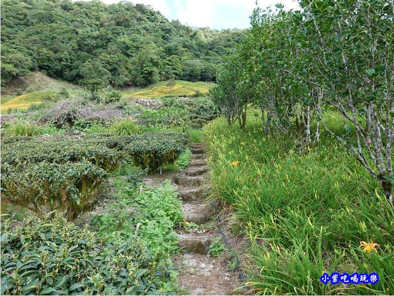 赤科山-黎明農園 (37).jpg