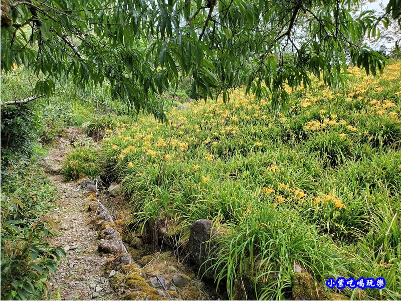 赤科山-黎明農園 (4).jpg