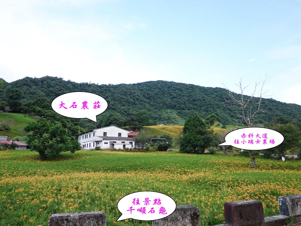 大石農莊周邊金針花.jpg 大石農莊周邊金針花.jpg