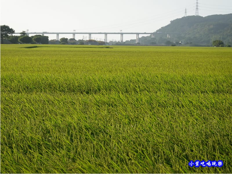 2020-10月外埔忘憂谷 (31).jpg