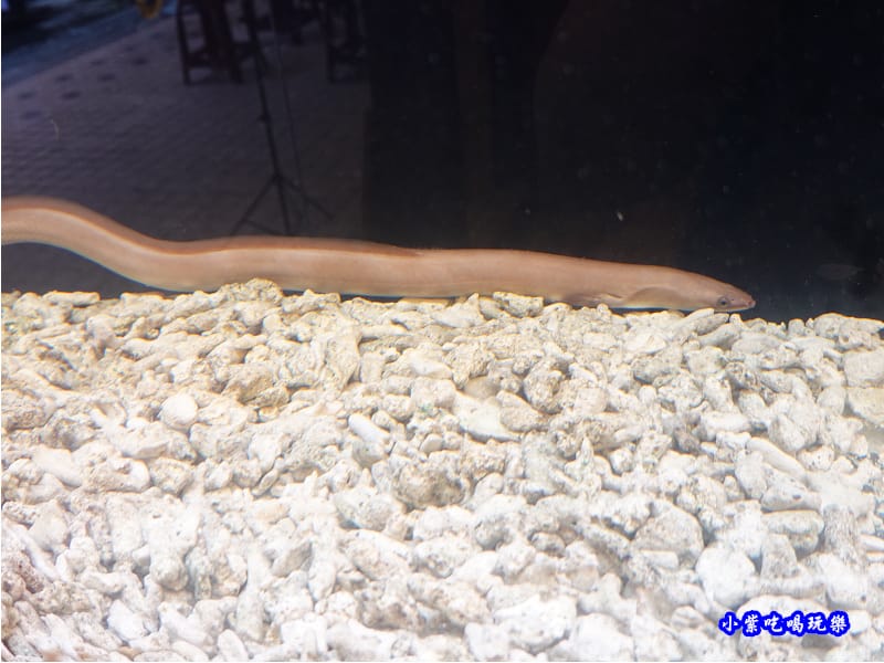 鰻魚展示-三河中川屋台北店 (2).jpg 鰻魚展示-三河中川屋台北店 (2).jpg