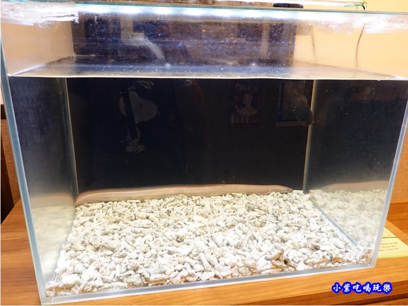 鰻魚展示-三河中川屋台北店 (1).jpg 鰻魚展示-三河中川屋台北店 (1).jpg