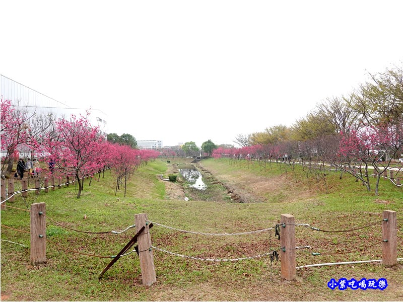 八重櫻-崴立機電櫻花公園 (8).jpg