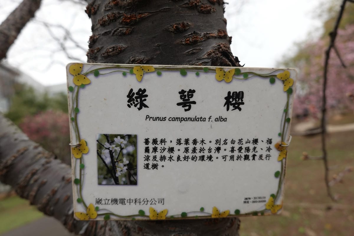 綠萼櫻-崴立機電櫻花公園 (1).JPG