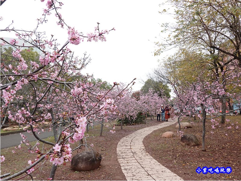 河津櫻-崴立機電櫻花公園 (11).jpg