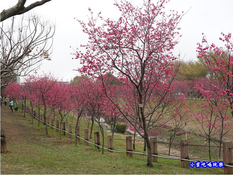 八重櫻-崴立機電櫻花公園 (7).jpg
