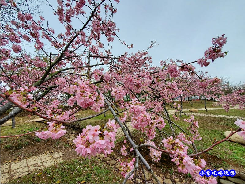 河津櫻-崴立機電櫻花公園 (2).jpg