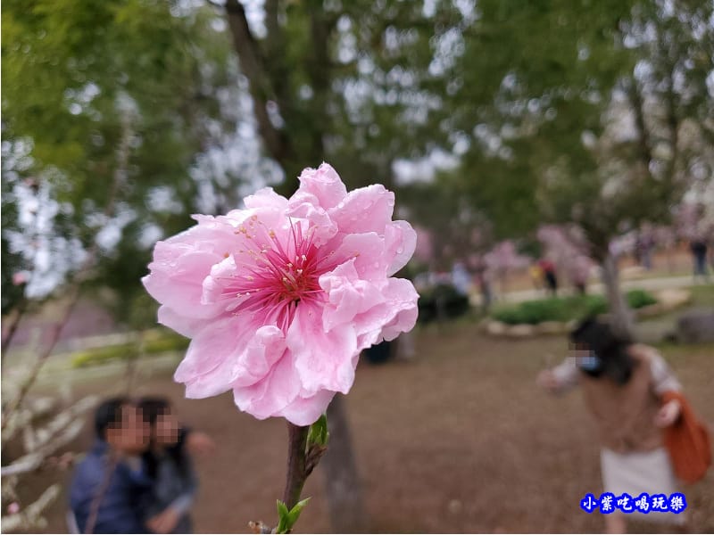 桃花-崴立機電櫻花公園.jpg