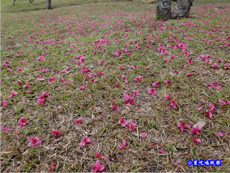 八重櫻-崴立機電櫻花公園 (4).jpg