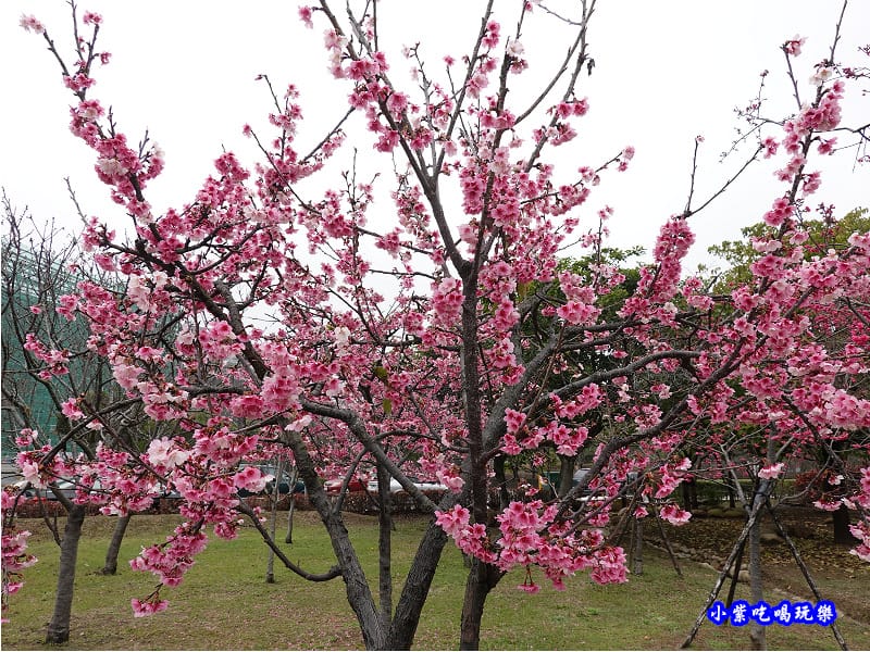 吉野櫻-崴立機電櫻花公園 (3).jpg