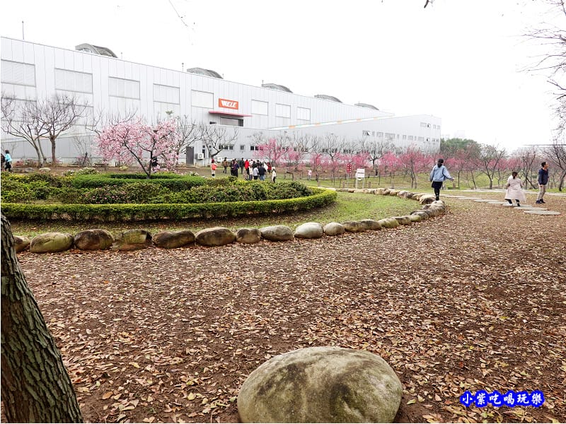 八重櫻-崴立機電櫻花公園 (1).jpg