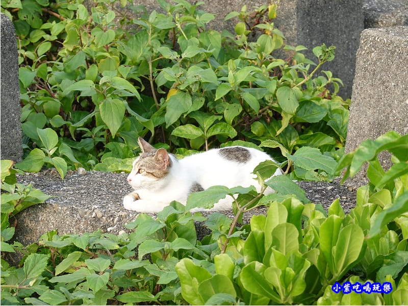 極東貓村-馬崗漁港 (2).jpg