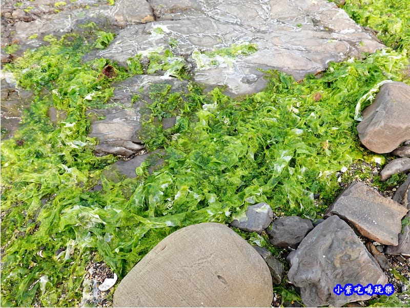 左邊潮間帶-馬崗漁港 (11).jpg