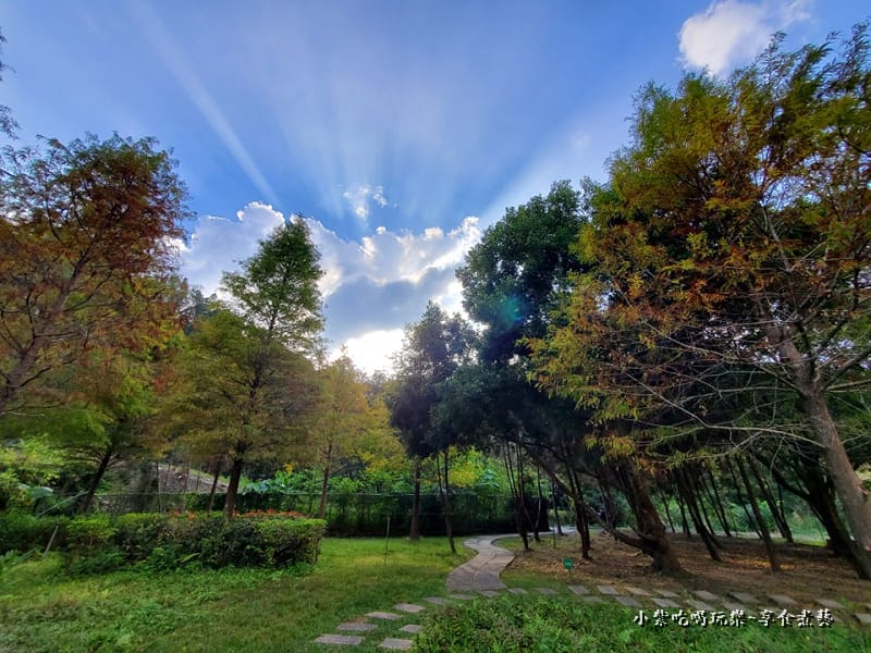 太平苗圃落羽松 (11).jpg 太平苗圃落羽松 (11).jpg