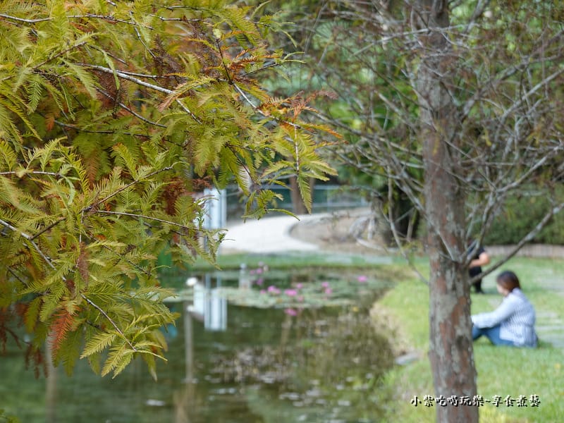 太平苗圃落羽松 (25).jpg 太平苗圃落羽松 (25).jpg