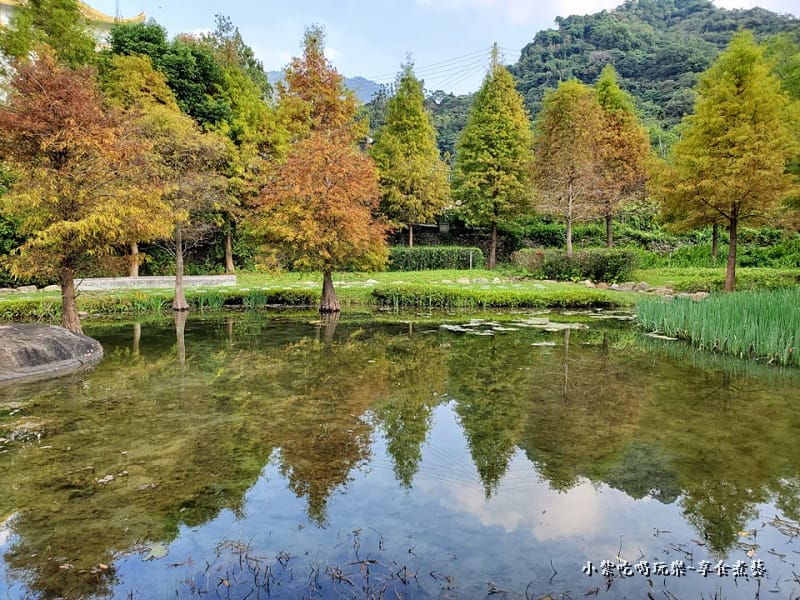 太平苗圃落羽松 (6).jpg 太平苗圃落羽松 (6).jpg