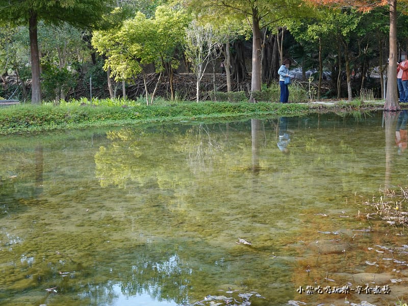 太平苗圃落羽松 (24).jpg 太平苗圃落羽松 (24).jpg