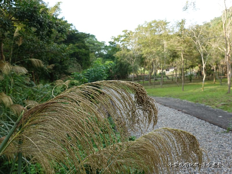 太平苗圃落羽松 (27).jpg 太平苗圃落羽松 (27).jpg