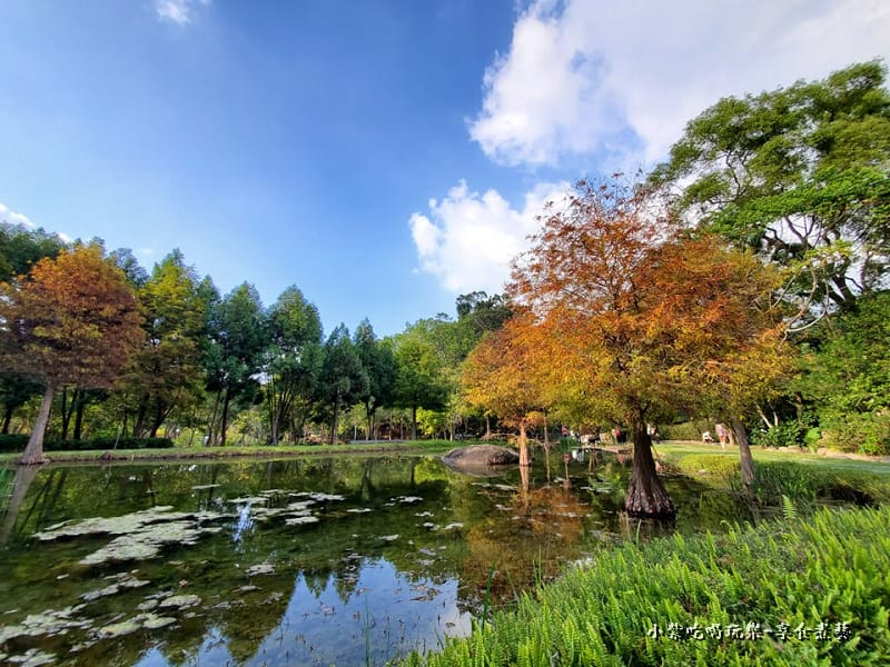 太平苗圃落羽松 (2).jpg 太平苗圃落羽松 (2).jpg