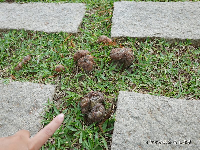 太平苗圃落羽松 (19).jpg 太平苗圃落羽松 (19).jpg