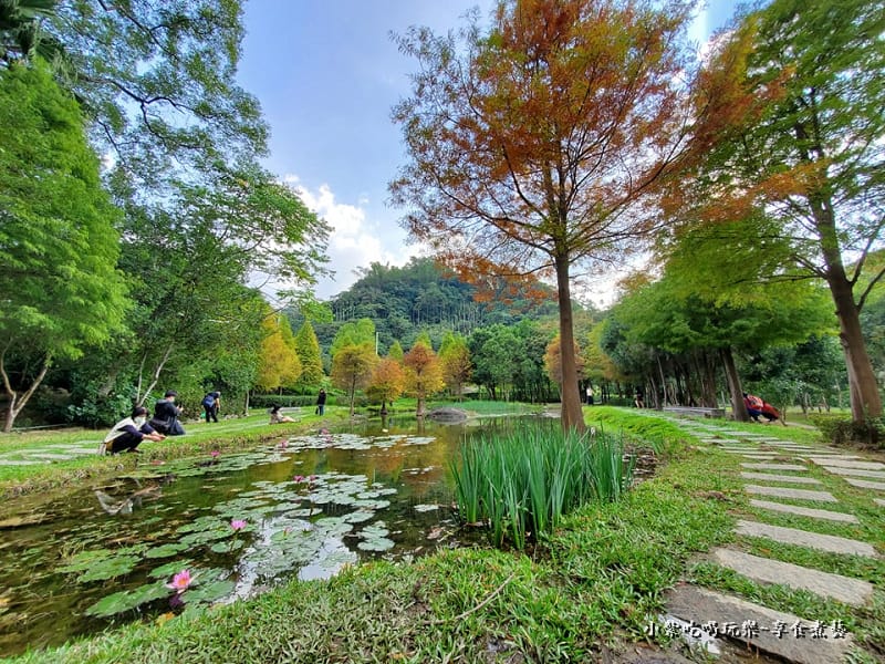 太平苗圃落羽松 (10).jpg 太平苗圃落羽松 (10).jpg