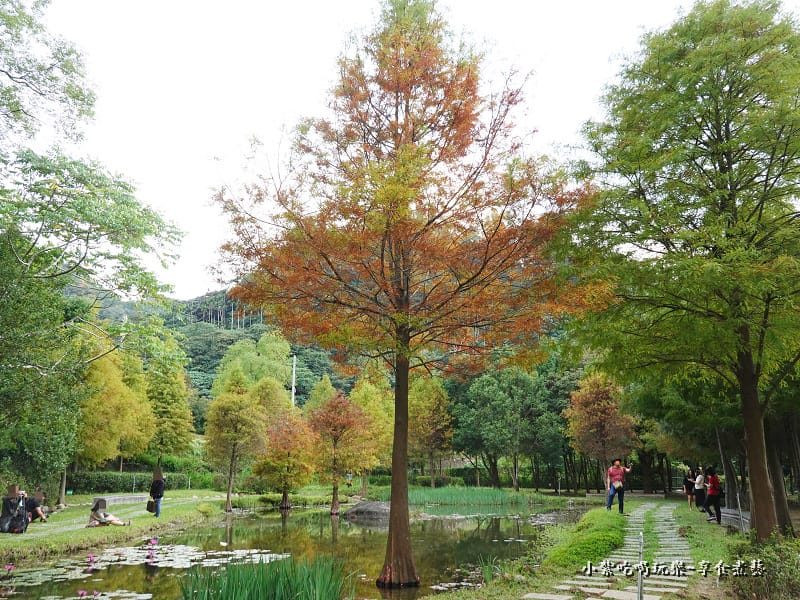 太平苗圃落羽松 (15).jpg 太平苗圃落羽松 (15).jpg