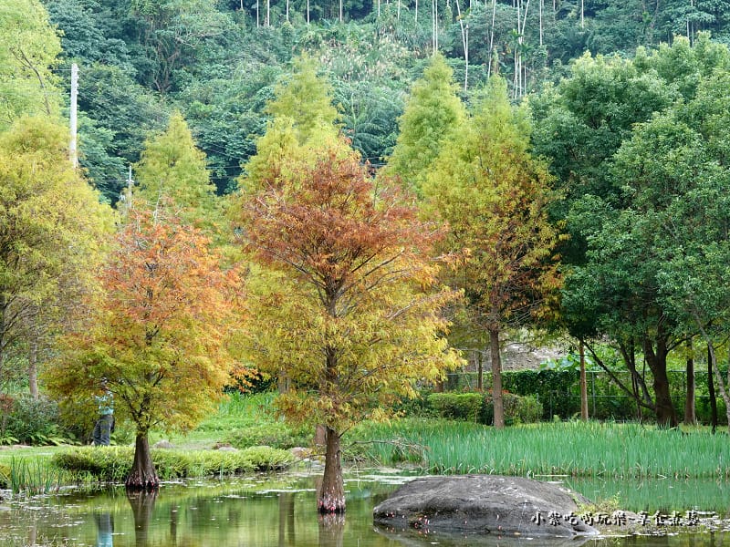 太平苗圃落羽松 (18).jpg 太平苗圃落羽松 (18).jpg