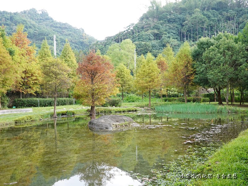 太平苗圃落羽松 (20).jpg 太平苗圃落羽松 (20).jpg