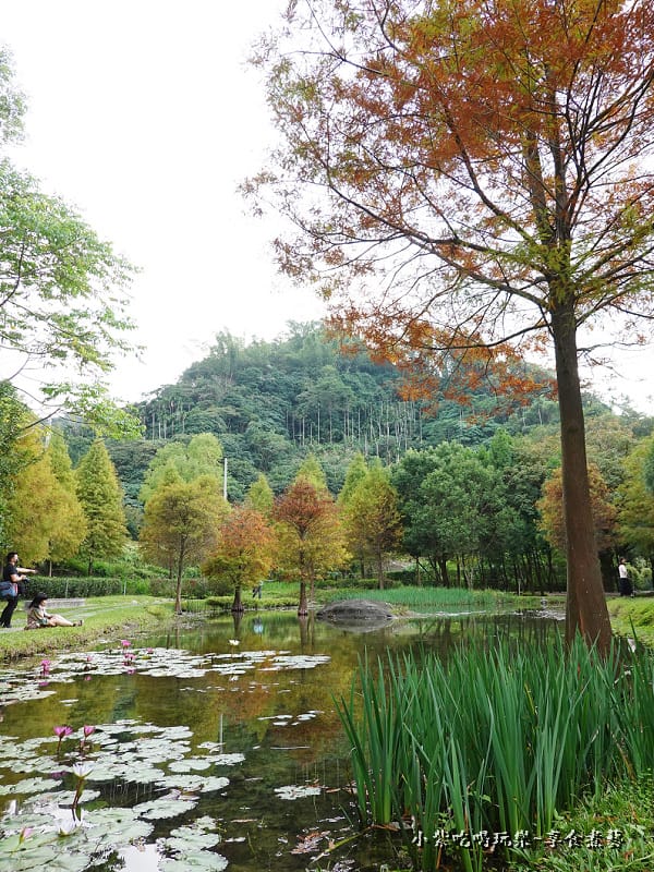 太平苗圃落羽松 (12).jpg 太平苗圃落羽松 (12).jpg
