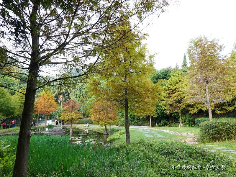 太平苗圃落羽松 (21).jpg 太平苗圃落羽松 (21).jpg