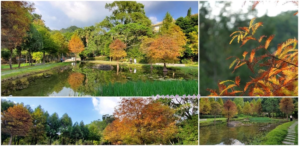 太平苗圃落羽松首圖.jpg 太平苗圃落羽松首圖.jpg
