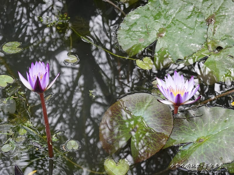 國順公園 (2).jpg 國順公園 (2).jpg