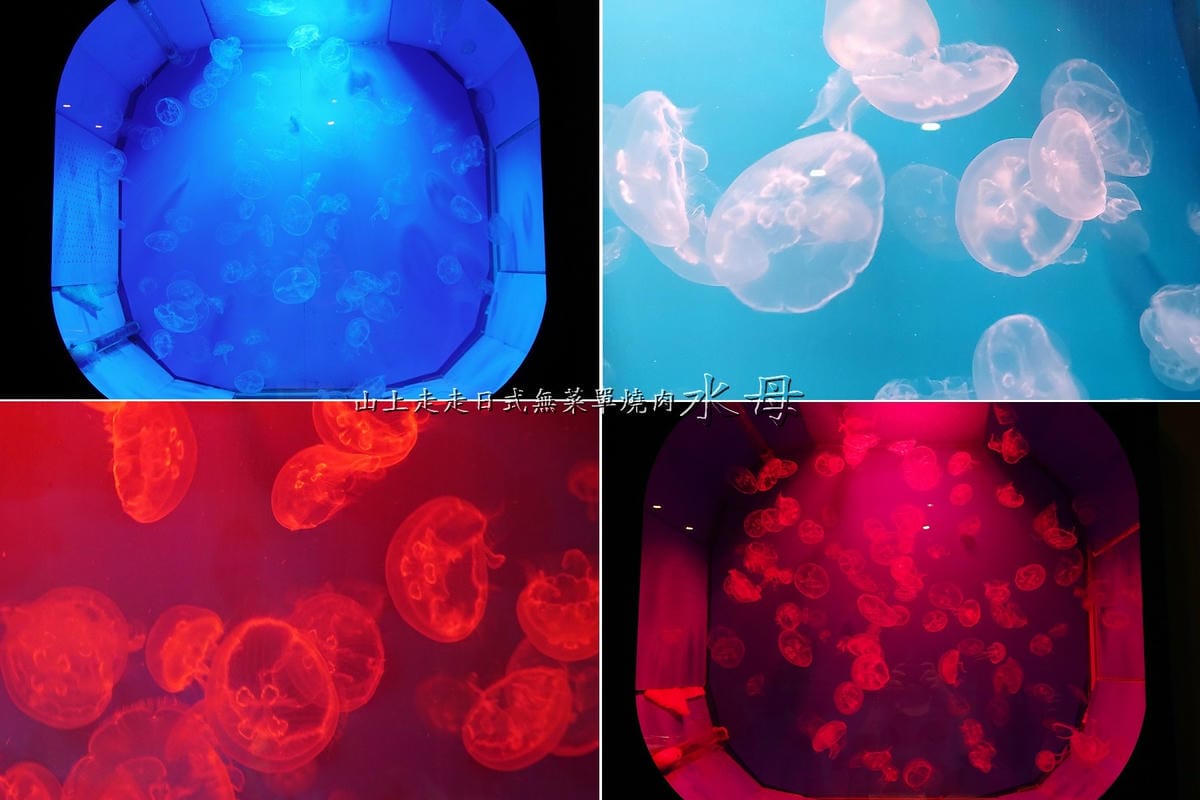 水母牆-山上走走日式無菜單燒肉 (3).jpg