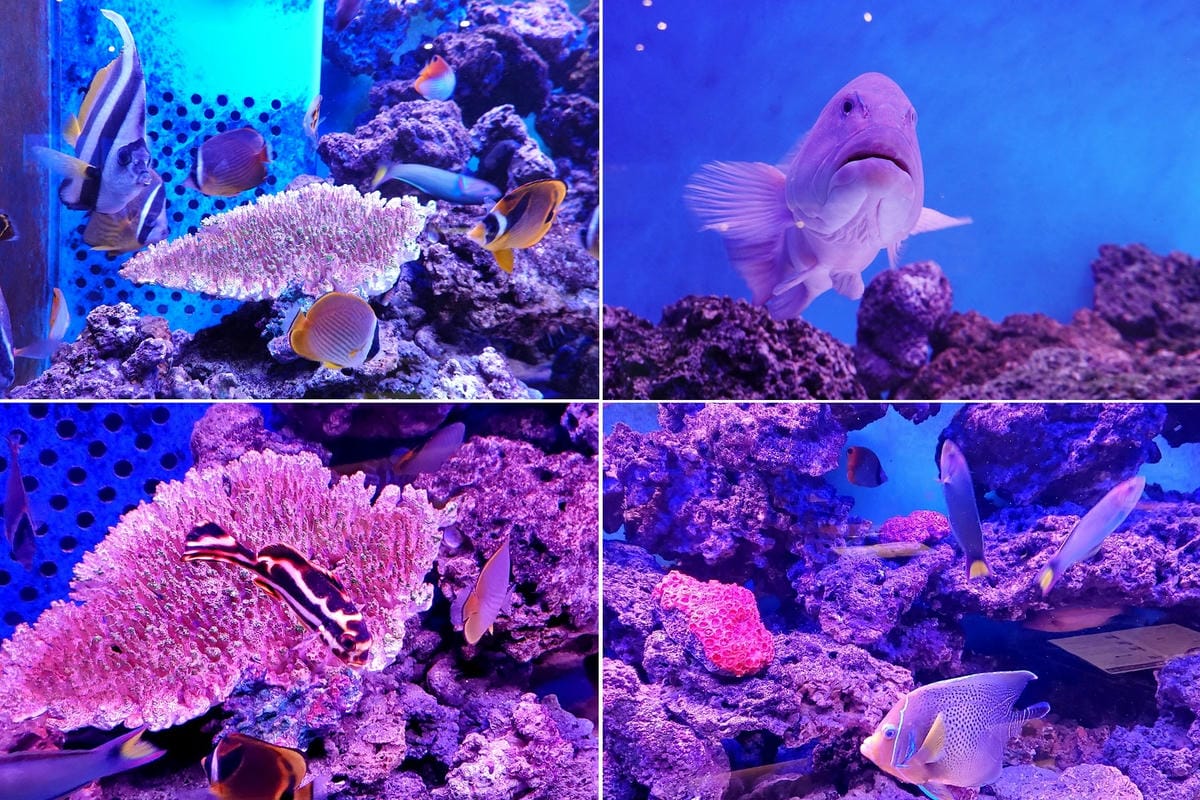 水族箱-山上走走日式無菜單燒肉 (8).jpg