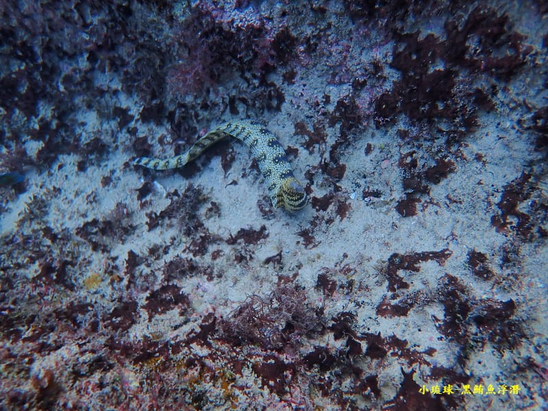 小琉球-黑鮪魚浮潛 (19).jpg 小琉球-黑鮪魚浮潛 (19).jpg
