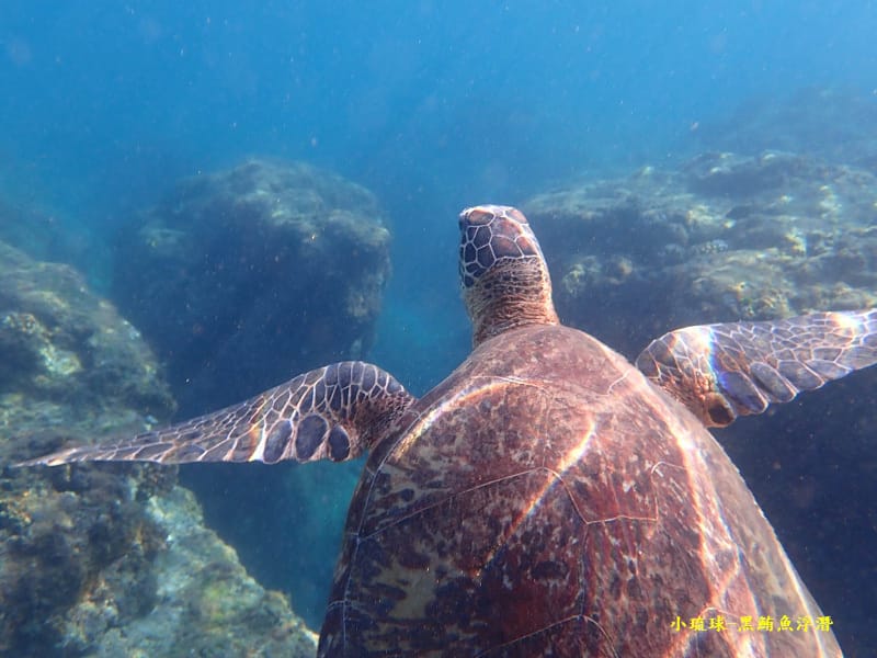 2022-1115-小琉球黑鮪魚浮潛 (14).jpg 2022-1115-小琉球黑鮪魚浮潛 (14).jpg