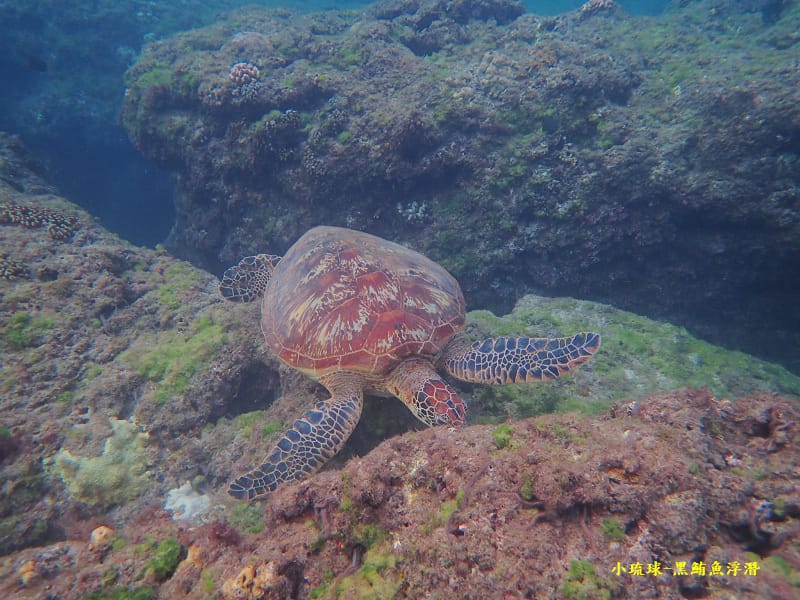 小琉球-黑鮪魚浮潛 (6).jpg 小琉球-黑鮪魚浮潛 (6).jpg