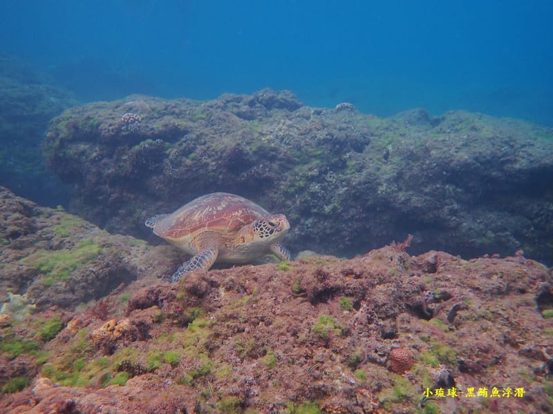小琉球-黑鮪魚浮潛 (10).jpg 小琉球-黑鮪魚浮潛 (10).jpg