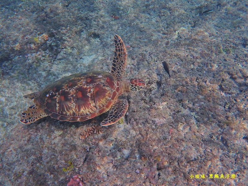 小琉球-黑鮪魚浮潛 (31).jpg 小琉球-黑鮪魚浮潛 (31).jpg
