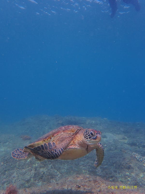 小琉球-黑鮪魚浮潛 (44).jpg 小琉球-黑鮪魚浮潛 (44).jpg