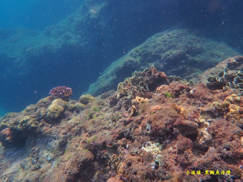 小琉球-黑鮪魚浮潛 (37).jpg 小琉球-黑鮪魚浮潛 (37).jpg