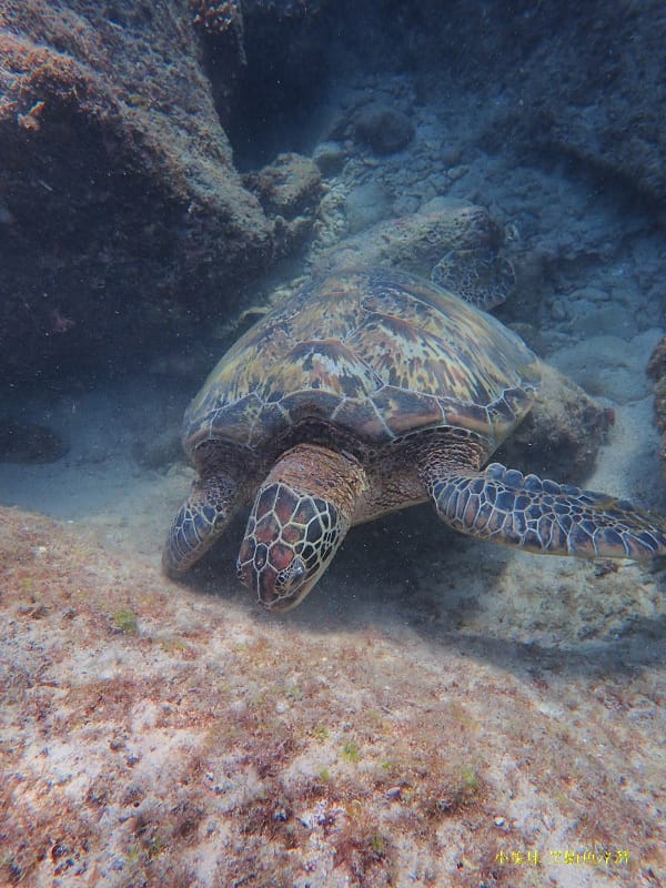 小琉球-黑鮪魚浮潛 (1).jpg 小琉球-黑鮪魚浮潛 (1).jpg