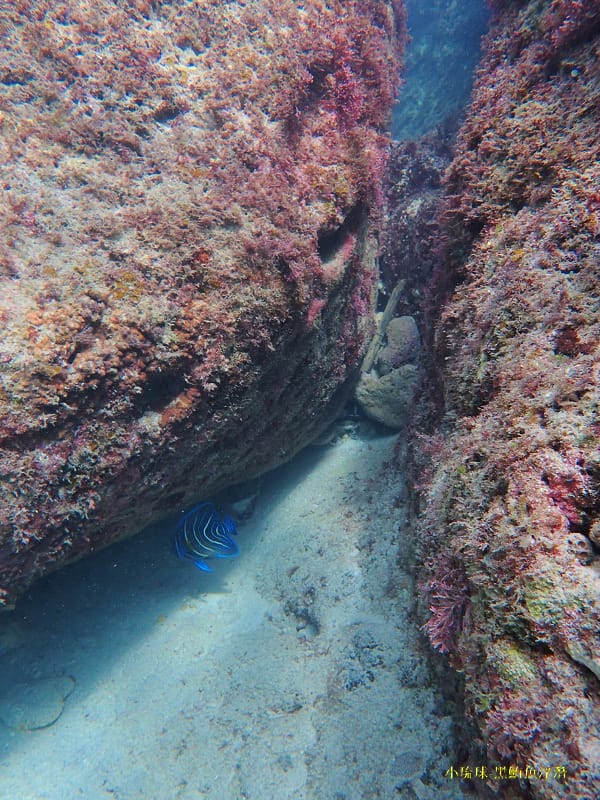 小琉球-黑鮪魚浮潛 (36).jpg 小琉球-黑鮪魚浮潛 (36).jpg
