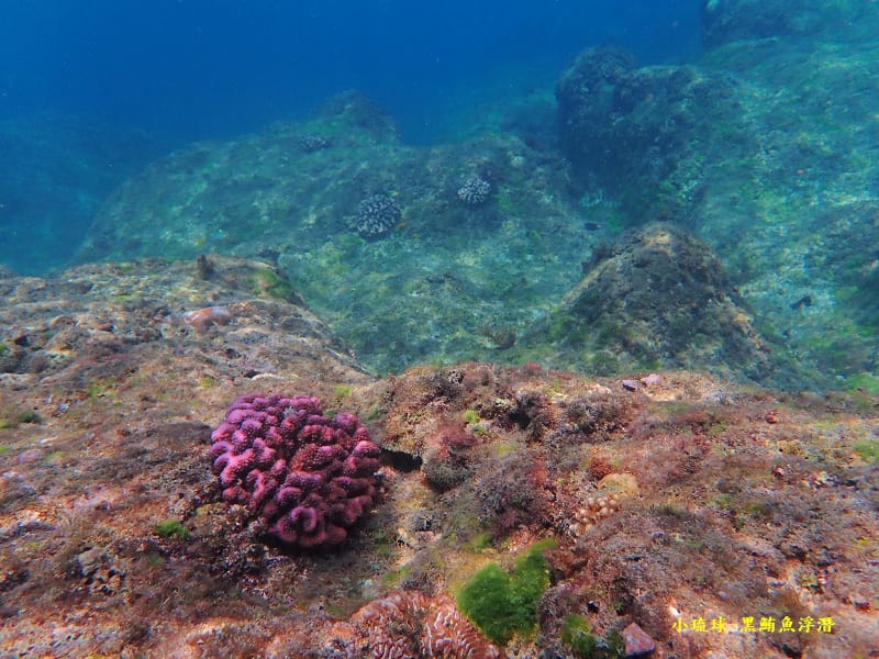 小琉球-黑鮪魚浮潛 (17).jpg 小琉球-黑鮪魚浮潛 (17).jpg